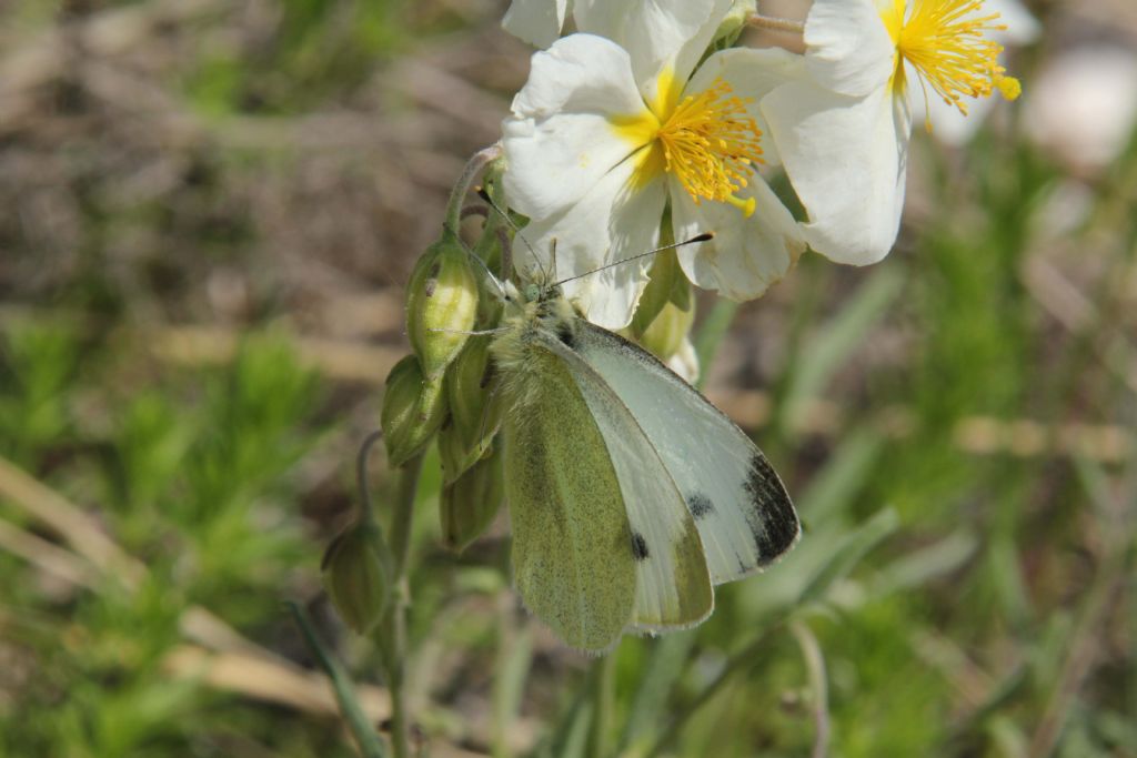 Pieris manni?